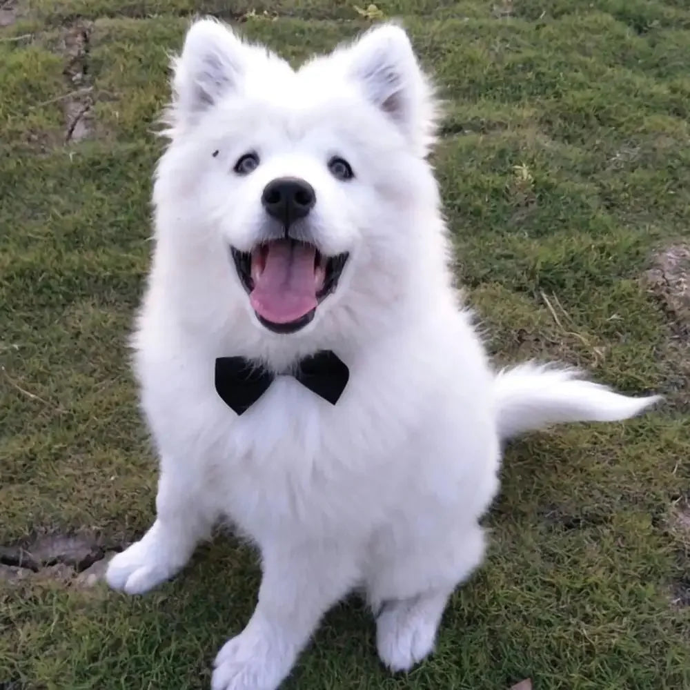 Adjustable Pet neck Bow Tie Costume